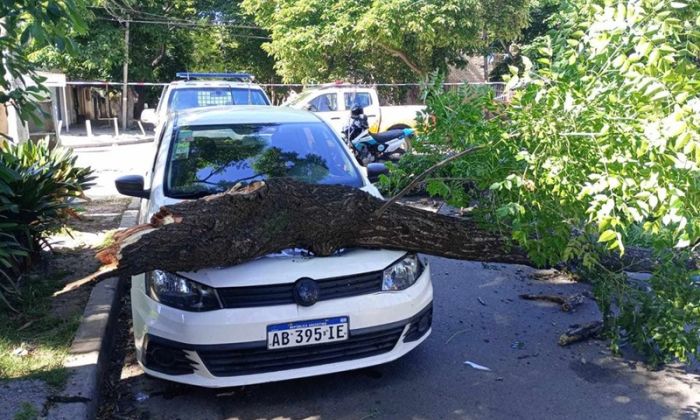 F. Varela – Un vecino fue a renovar el registro y su auto fue aplastado por un árbol